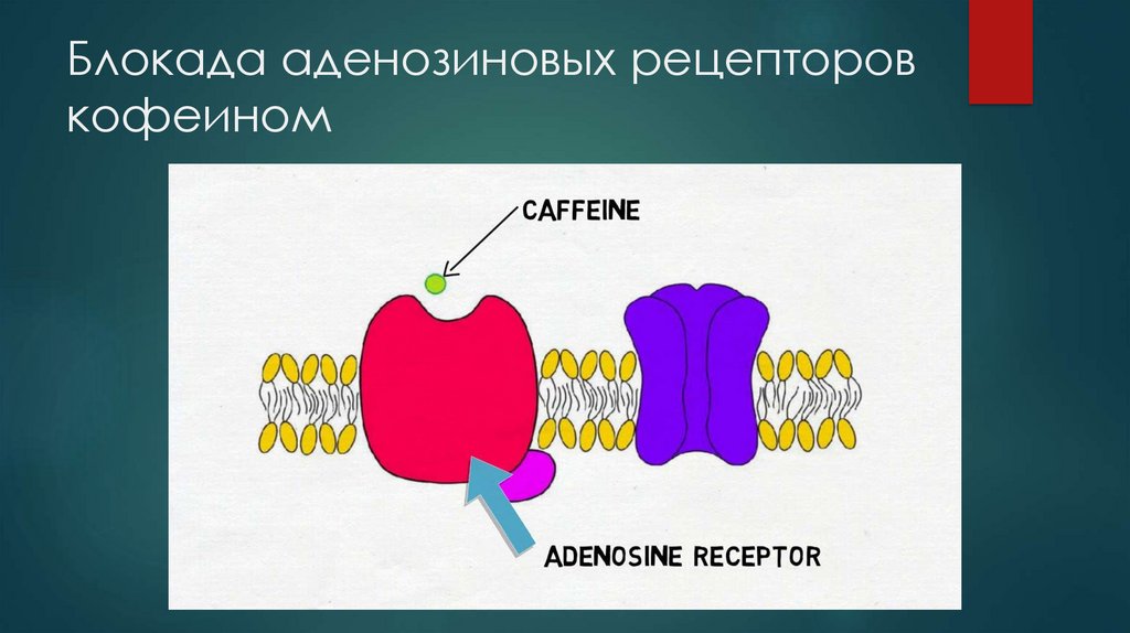 Блокада аденозиновых рецепторов кофеином