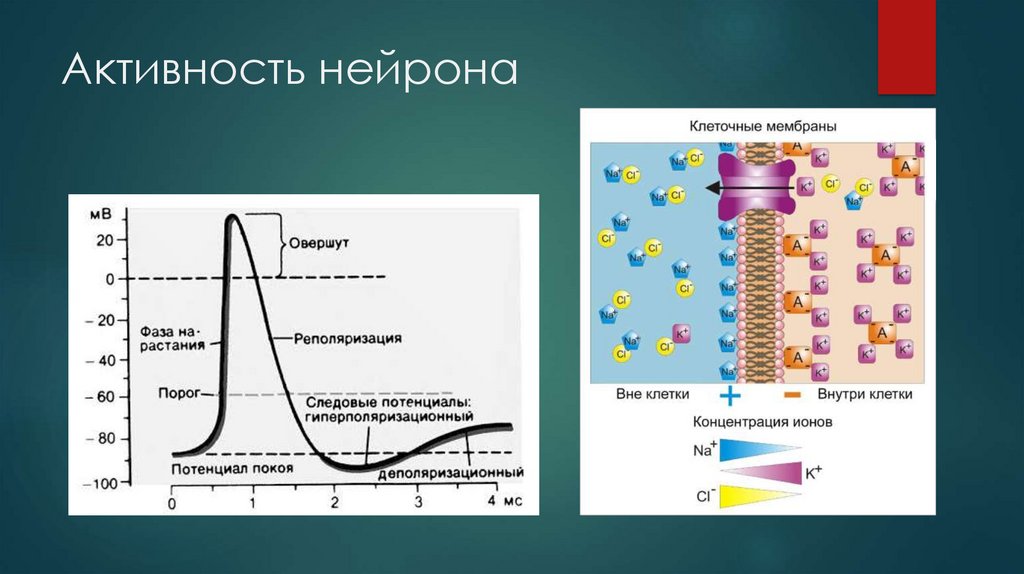 Активность нейрона