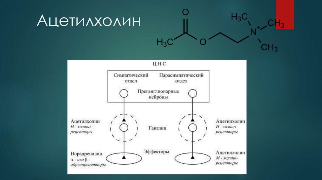 Ацетилхолин