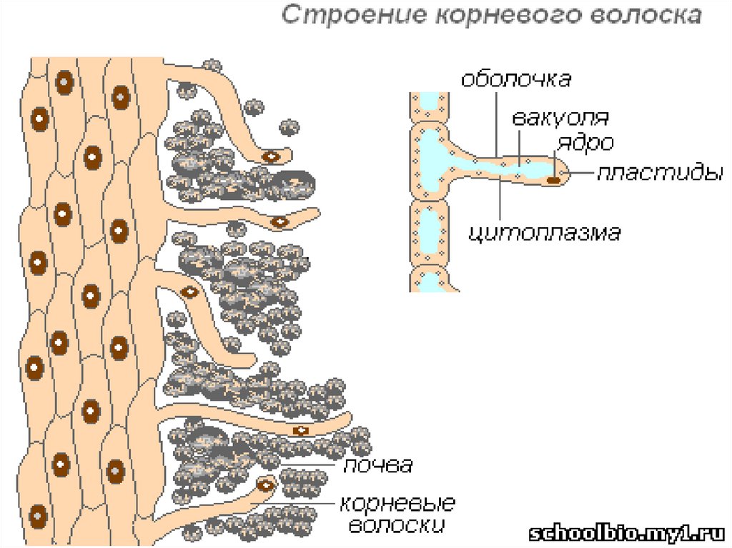 Клетки корня образуются из клеток. Строение клеток корневого волоска. Корневые волоски особенности строения. Строение клеток корневых волосков. Корневые волоски у растений под микроскопом.