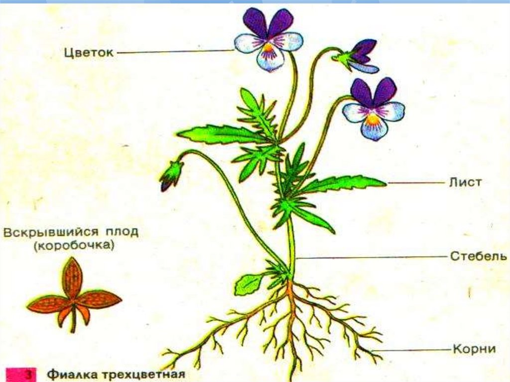 Фиалки обозначение. Фиалка трехцветная строение. Строение цветковых покрытосеменных растений. Схема строения цветкового растения 5 класс биология. Схема строения цветка покрытосеменных.