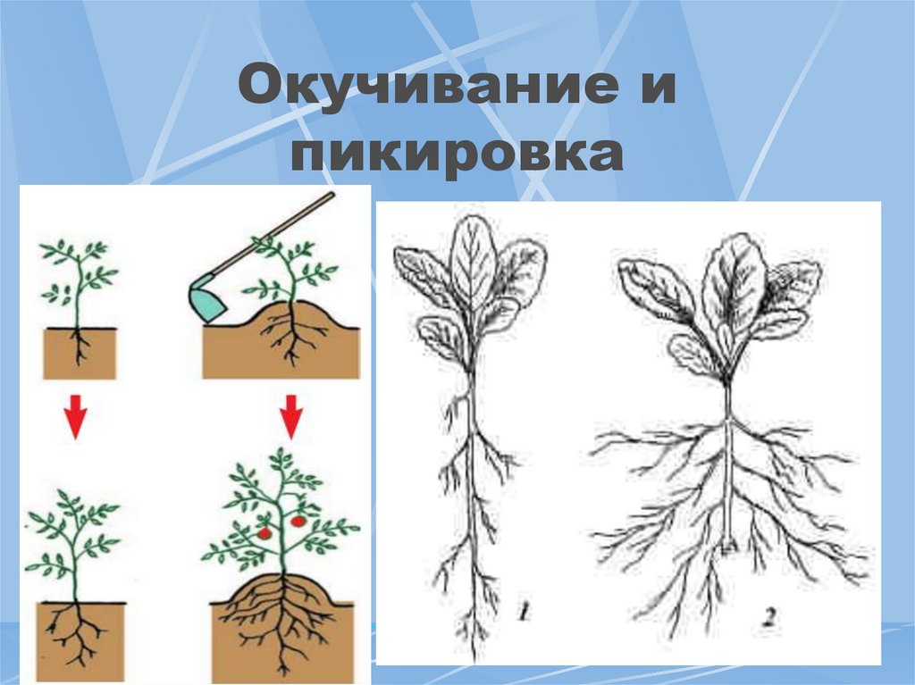 Пикировка рисунок по биологии