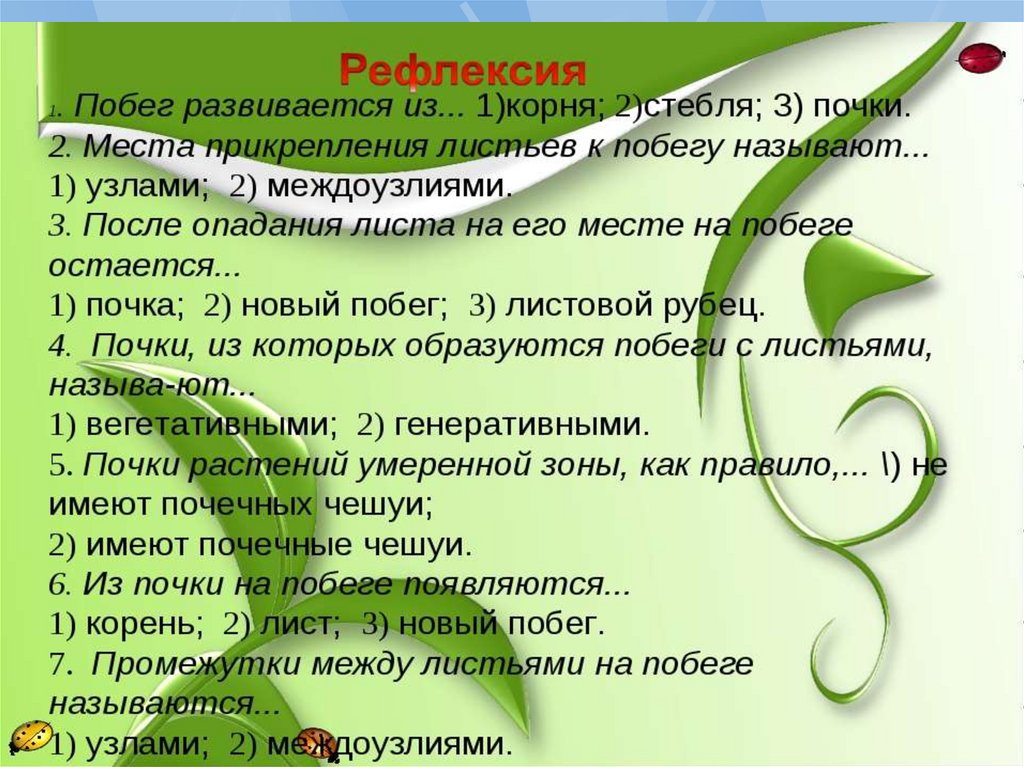 Биология 6 класс побег и почки презентация 6 класс