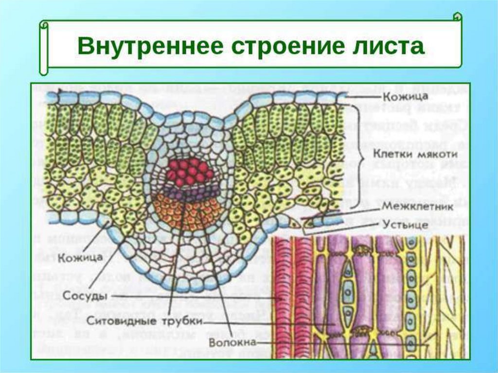 Пользуясь интерактивной схемой рассмотрите внутреннее строение листа и расставьте подписи к рисунку