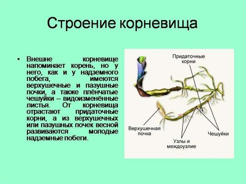 Чем отличается корневище. Строение корневища ландыша. Схема строения корневища. Видоизменённый побег корневище пырей. Строение корневища метаморфизированного побега.