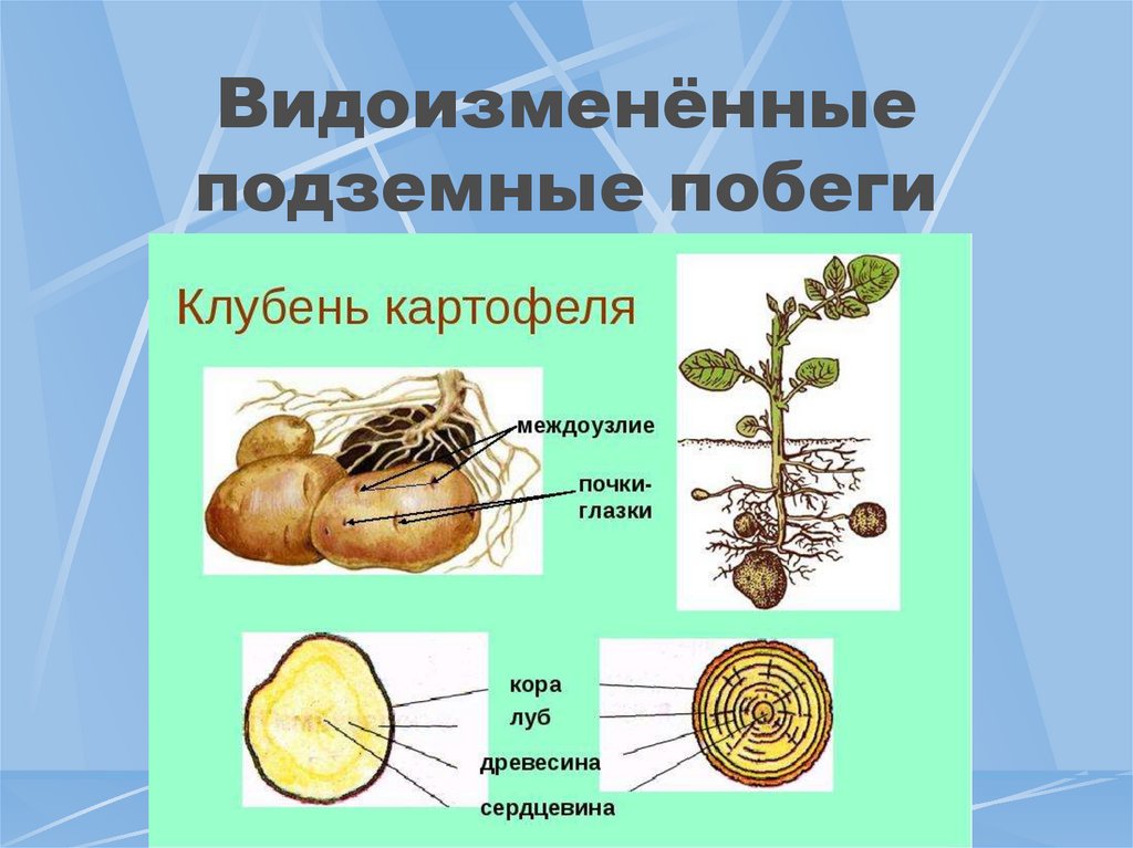 Картинка клубень картофеля