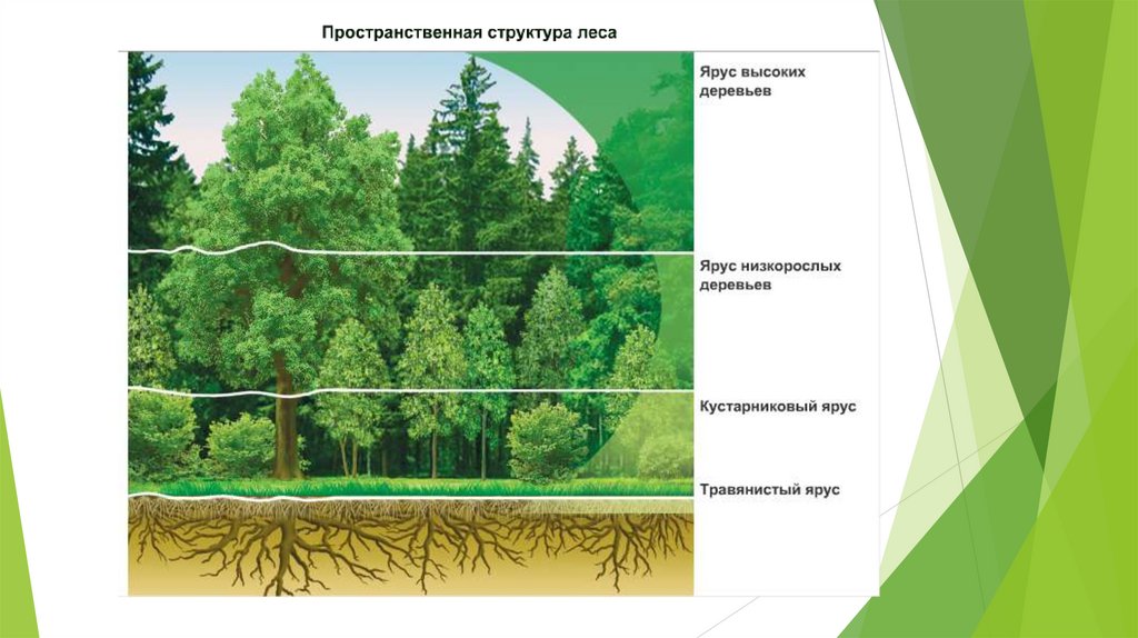 Смена природных сообществ презентация