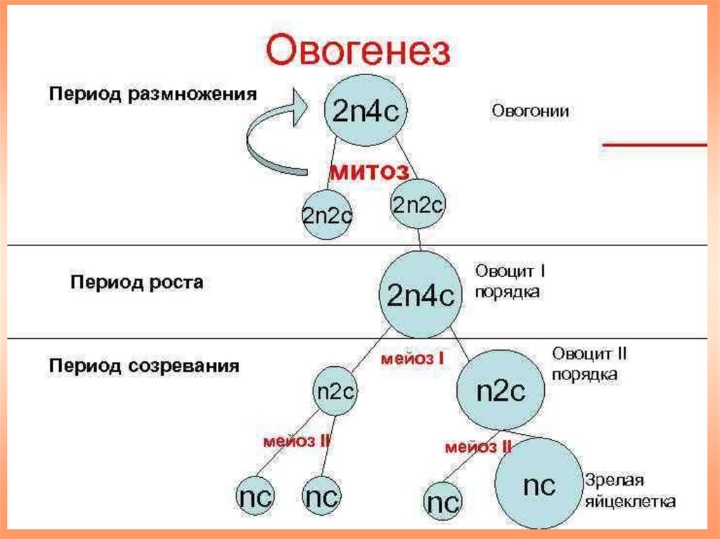 Установите последовательность этапов овогенеза образование ооцитов