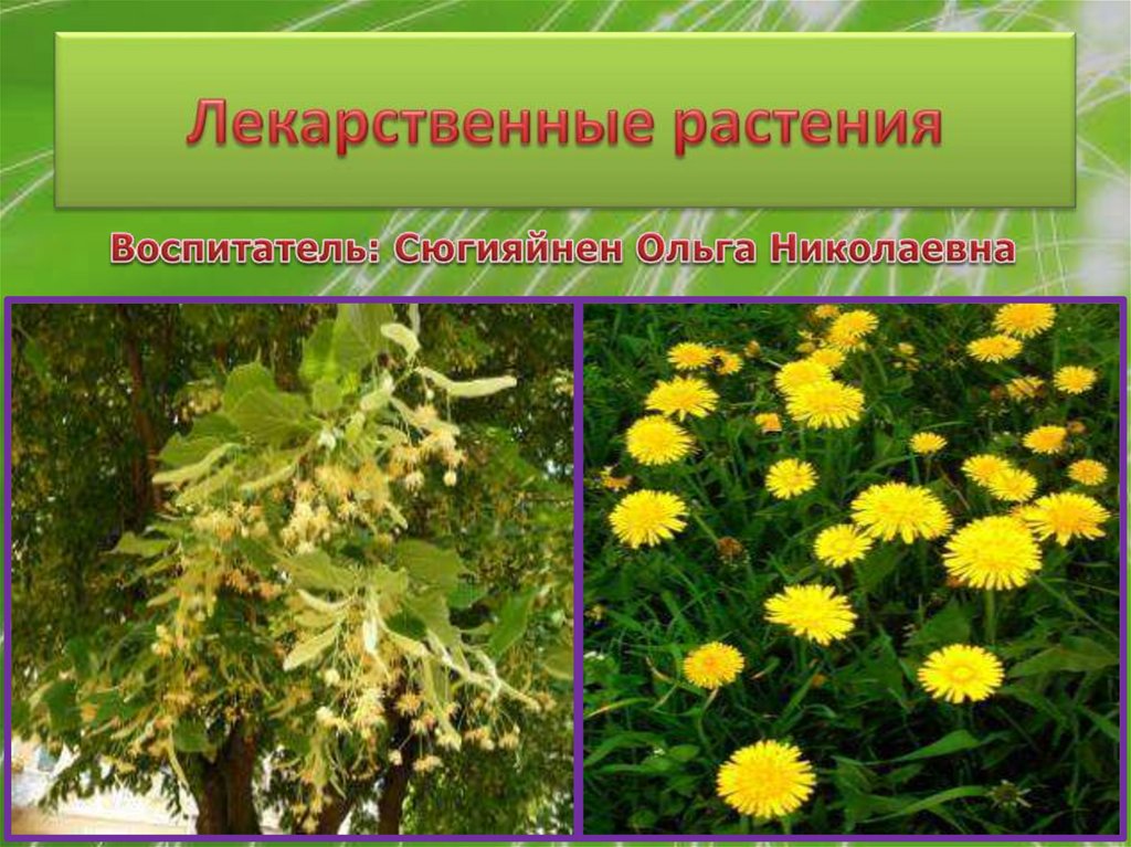 Презентация medicinal plants