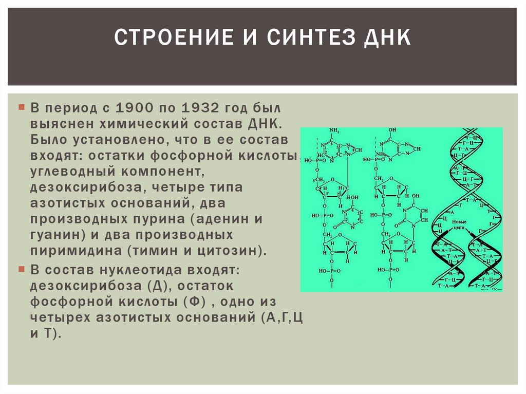 Белок синтезируется на днк