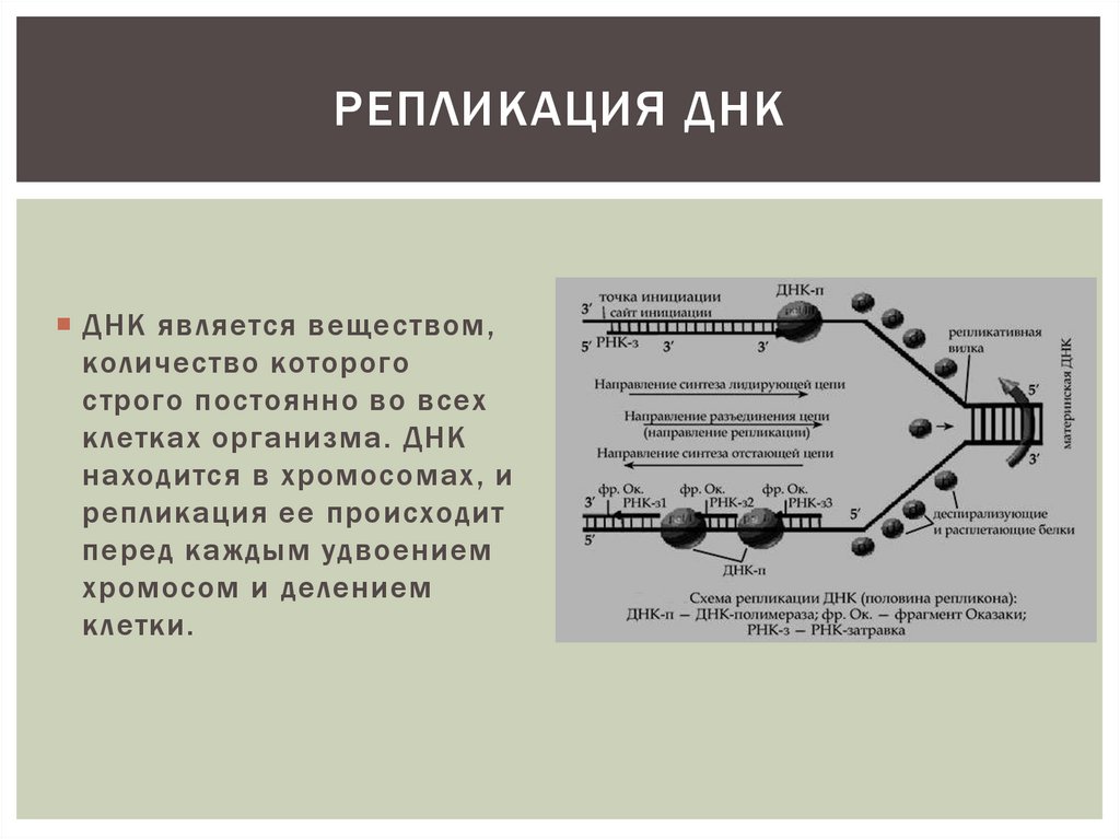 Репликация молекулы днк