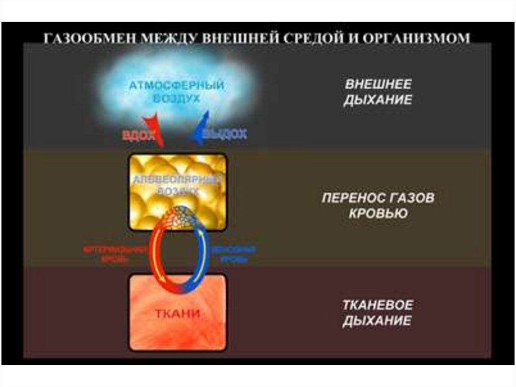 Регистрация дыхания. Газообмен между внешней средой и организмом. Газообмен между внешней средой и организмом (этапы дыхания). Этапы дыхания в виде схемы. Этапы дыхания 3 этапа.