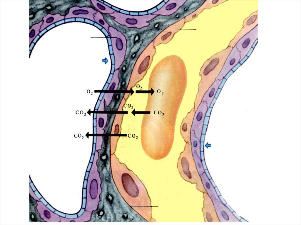 Аэрогематический барьер гистология рисунок