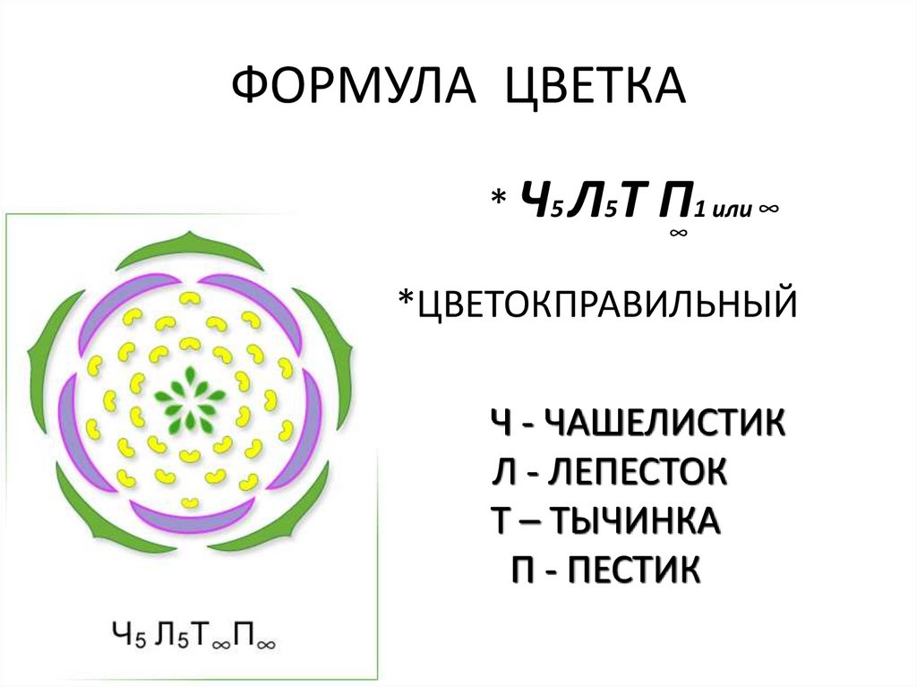 Формула цветка розоцветных