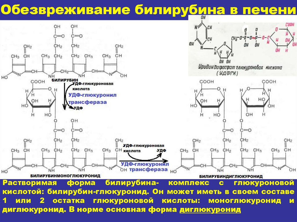 Схема образования билирубина биохимия