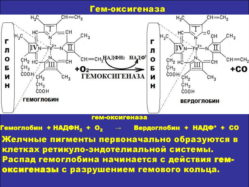 Биохимия печени