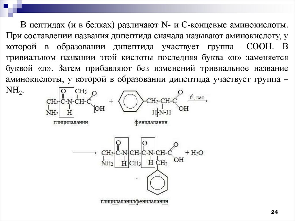 Образование дипептида из аланина