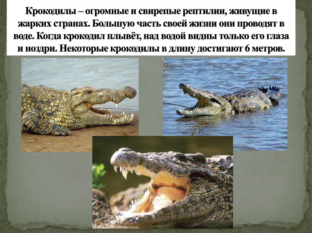 Пресмыкающиеся жарких стран. Рептилии живущие в воде. Крокодил жарких стран. Рептилии живут только в воде.