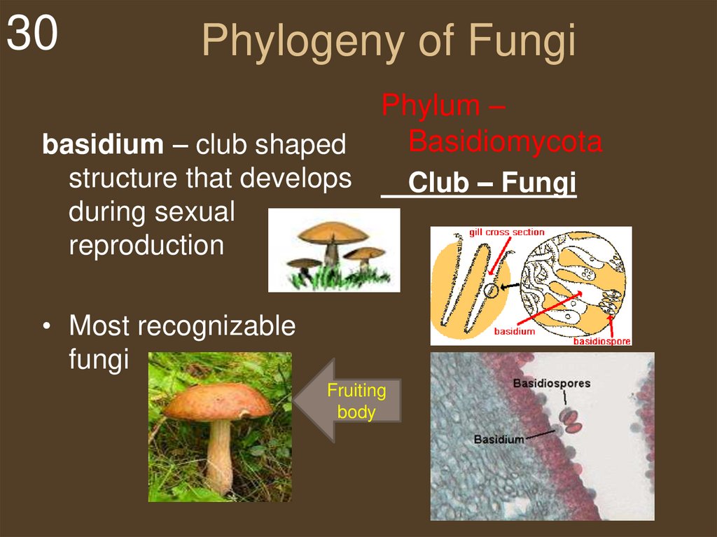 Fungi: recyclers, pathogens, parasites, and plant partners - презентация  онлайн