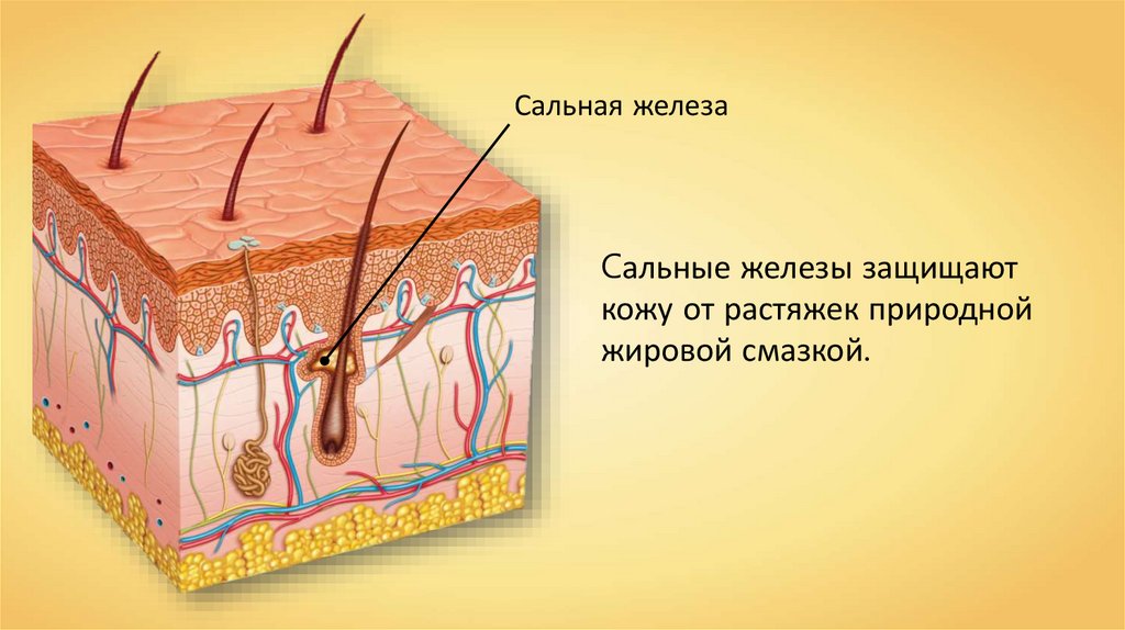 В каком слое кожи находятся железы. Строение кожи сальная железа. Строение сальной железы анатомия. Потовые железы анатомия. Сальные железы и потовые железы находятся в.
