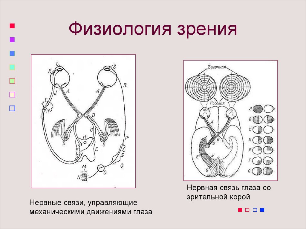 Физиология органа зрения. Физиология зрения. Физиология органа зрения кратко. Физиология зрения кратко.