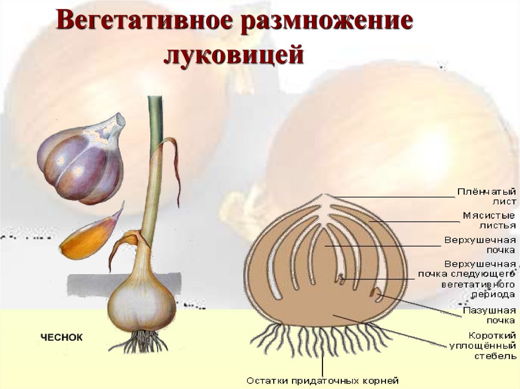 Лук репчатый таблица. Вегетативное размножение растений 6 класс луковицами. Схема вегетативного размножения растений луковицами.