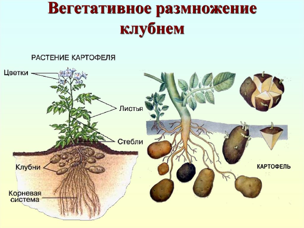 Способ растений. Вегетативное размножение клубни семенами. Вегетативное размножение (клубнями, корневищами). Размножение корневыми клубнями. Метод размножения растений клубни.