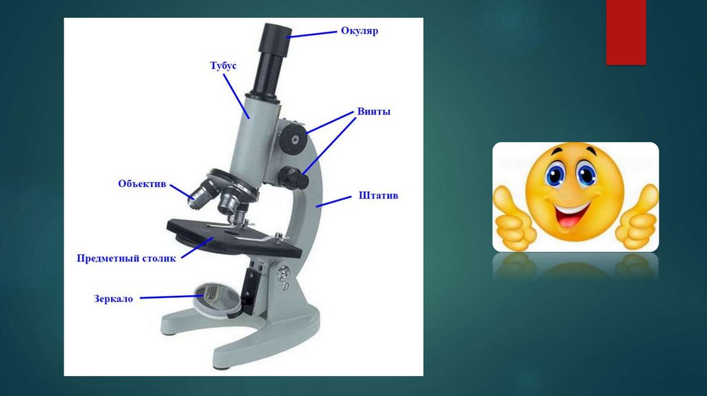 Как называются все детали микроскопа