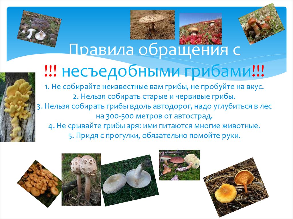 Информация о лесных опасностях. Почему нельзя собирать старые грибы. Подробнее о лесных опасностях коротко. Подробнее о лесных опасностях.