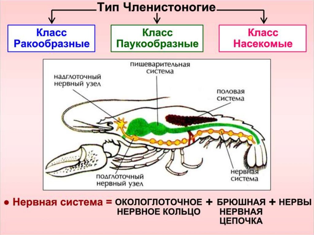 Характеристика типа членистоногие