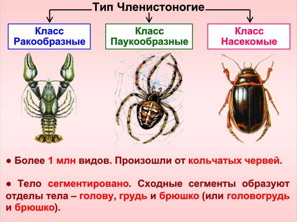 Характеристика членистоногих