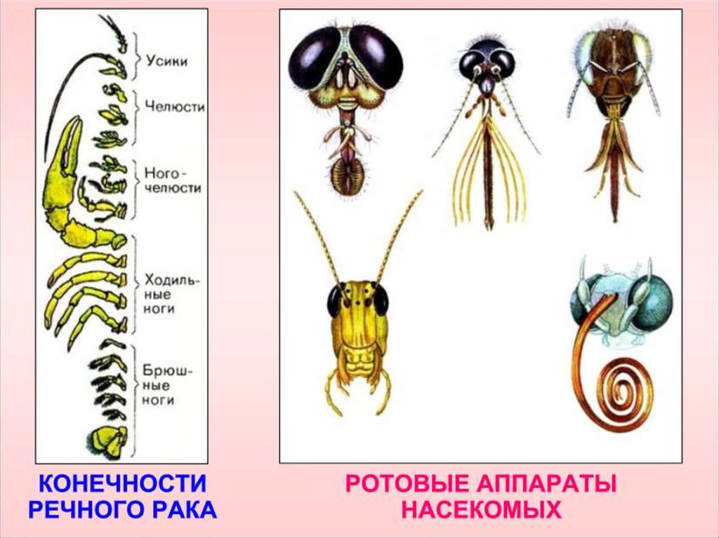 Характеристика членистоногих 8 класс