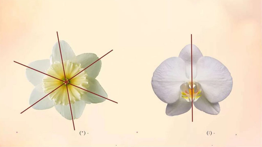 Почему цветок неправильный. Актиноморфный околоцветник. Билатеральная симметрия у растений. Билатеральная симметрия ботаника. Орхидея околоцветник.