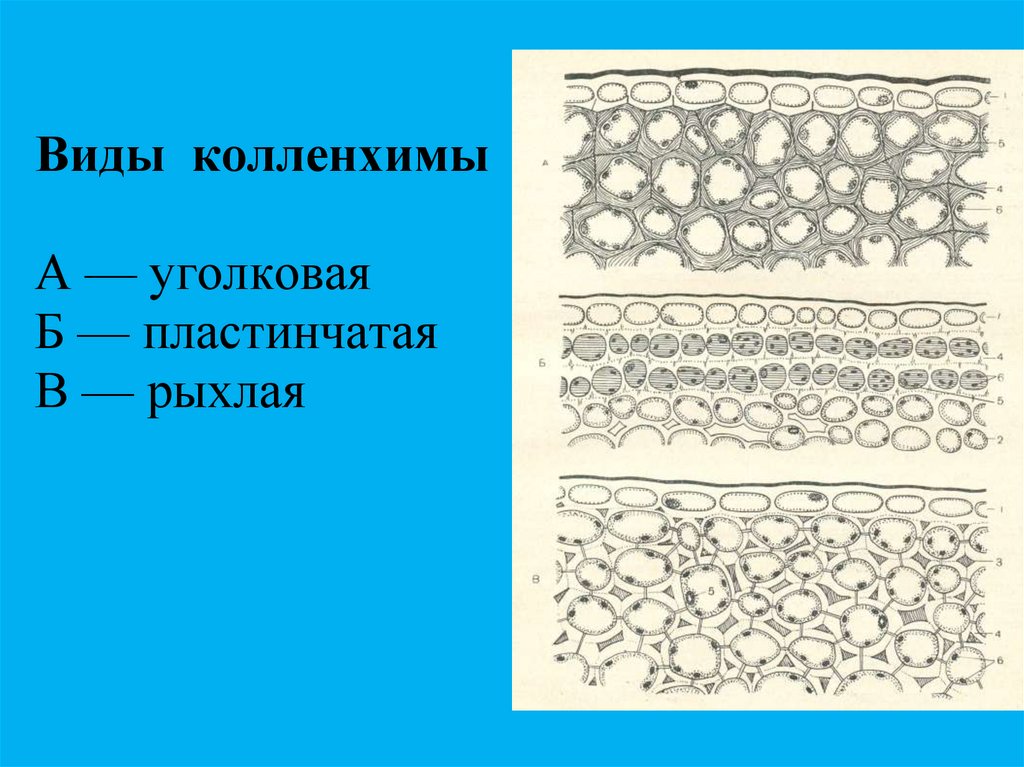 Колленхима у растений