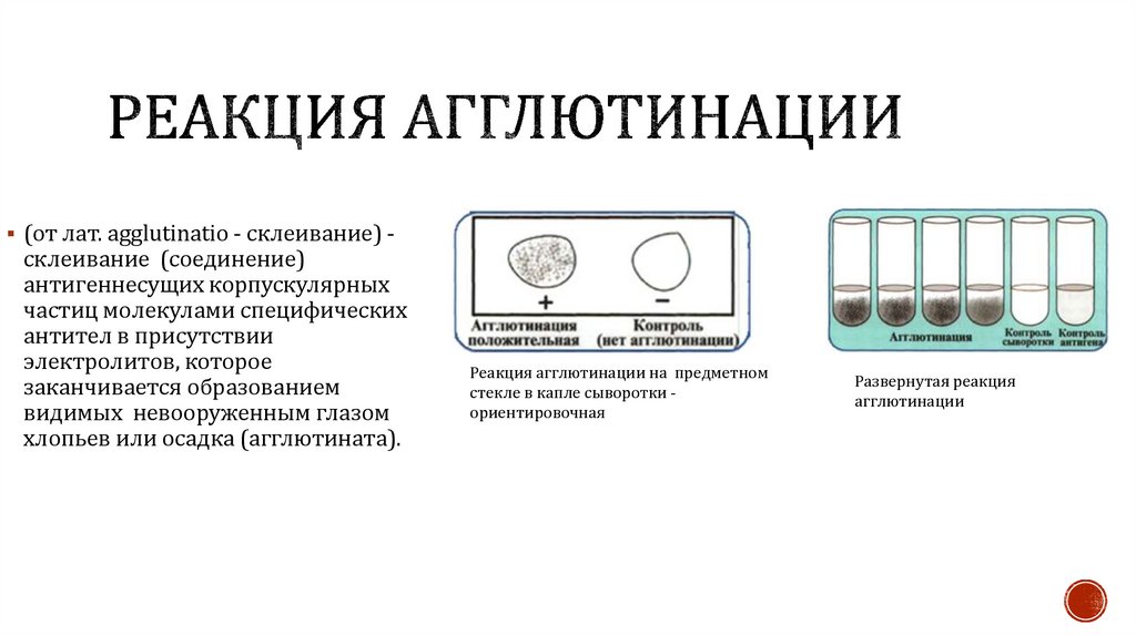 Реакция агглютинации микробиология схема