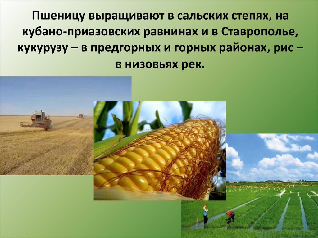 Культуры выращиваемые на северном кавказе. Вырастить пшеницу. Выращиваемые культуры степи. Как выращивают пшеницу. Какие культуры выращивают на Северном Кавказе.