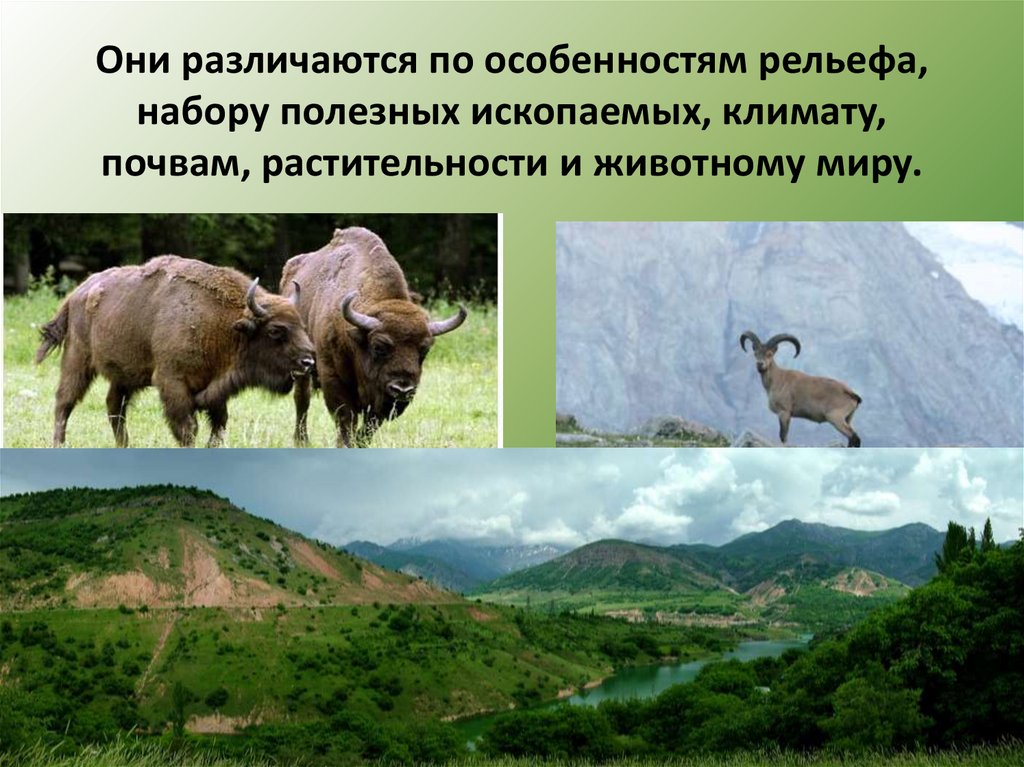 Животный мир европейского Юга. Растительный и животный мир Северного Кавказа. Растительный мир европейского Юга. Растительный и животный мир европейского Юга.