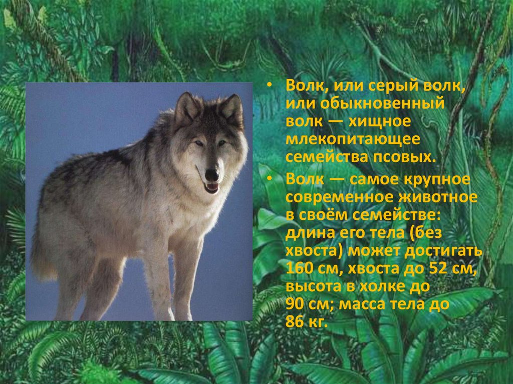 Характеристика волка. Волк обыкновенный описание. Описание серого волка. Классификация волка. Классификация животных волк серый.