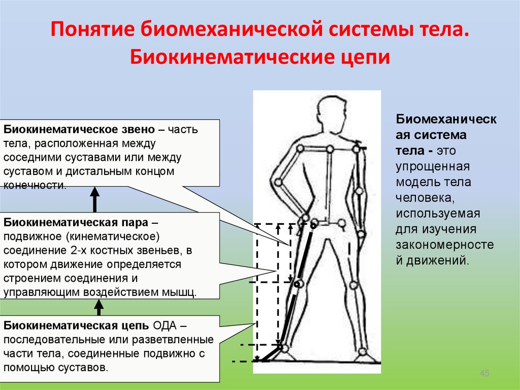 Правильная биомеханика положения сидя