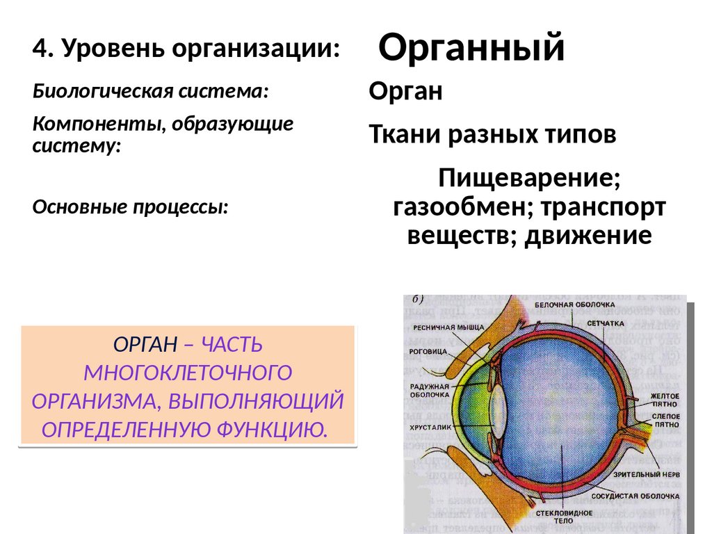 Биологические науки - презентация онлайн