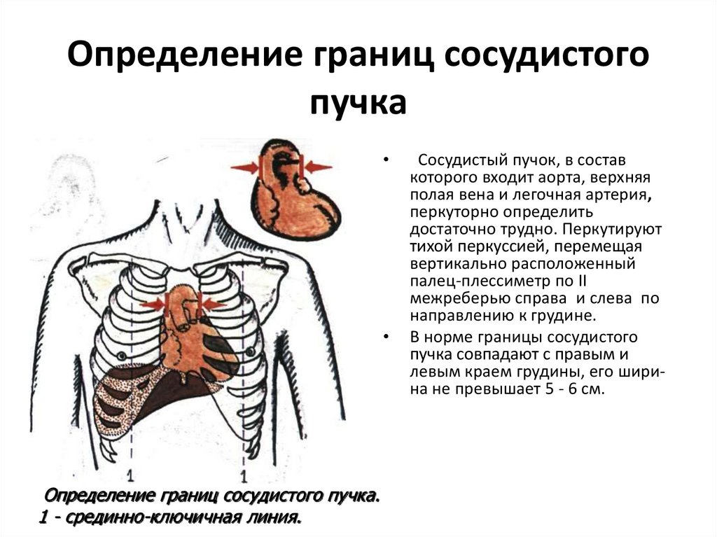 Пальпация сердца презентация