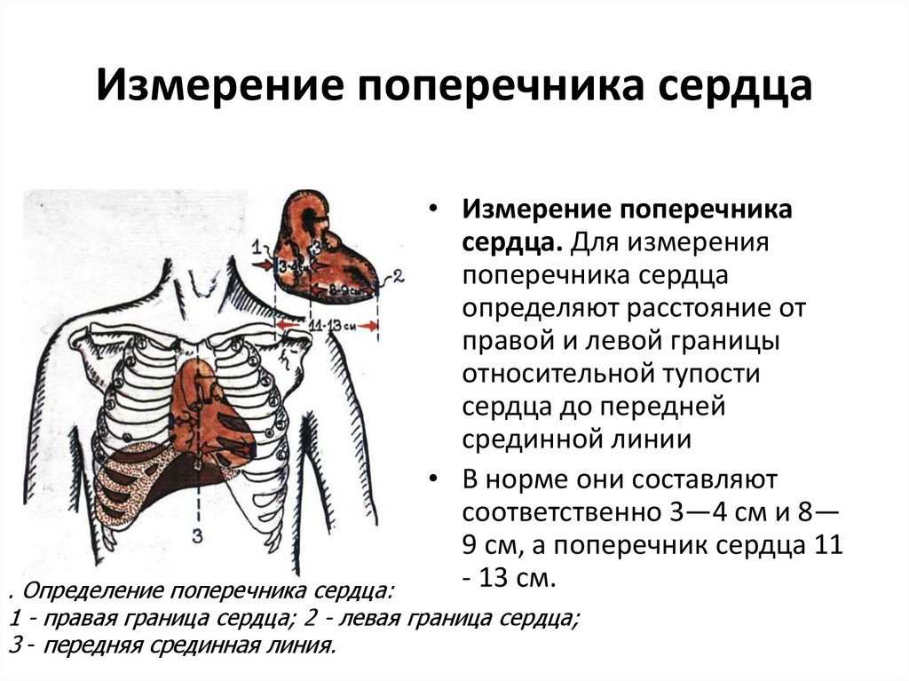 Пальпация сердца презентация