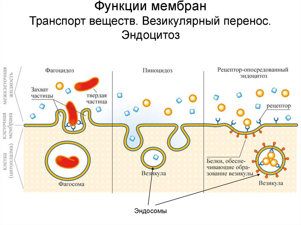 Захват мембраной клетки твердых частиц. Механизмы эндоцитоза: пиноцитоз,. Фагоцитоз и пиноцитоз. Схема эндоцитоза и экзоцитоза. Пиноцитоз фагоцитоз Тип питания.