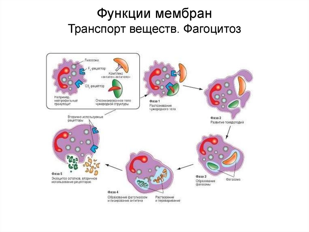 Транспорт веществ фагоцитоз. Механизм фагоцитоза схема. Молекулярный механизм фагоцитоза. Кислороднезависимые механизмы фагоцитоза.