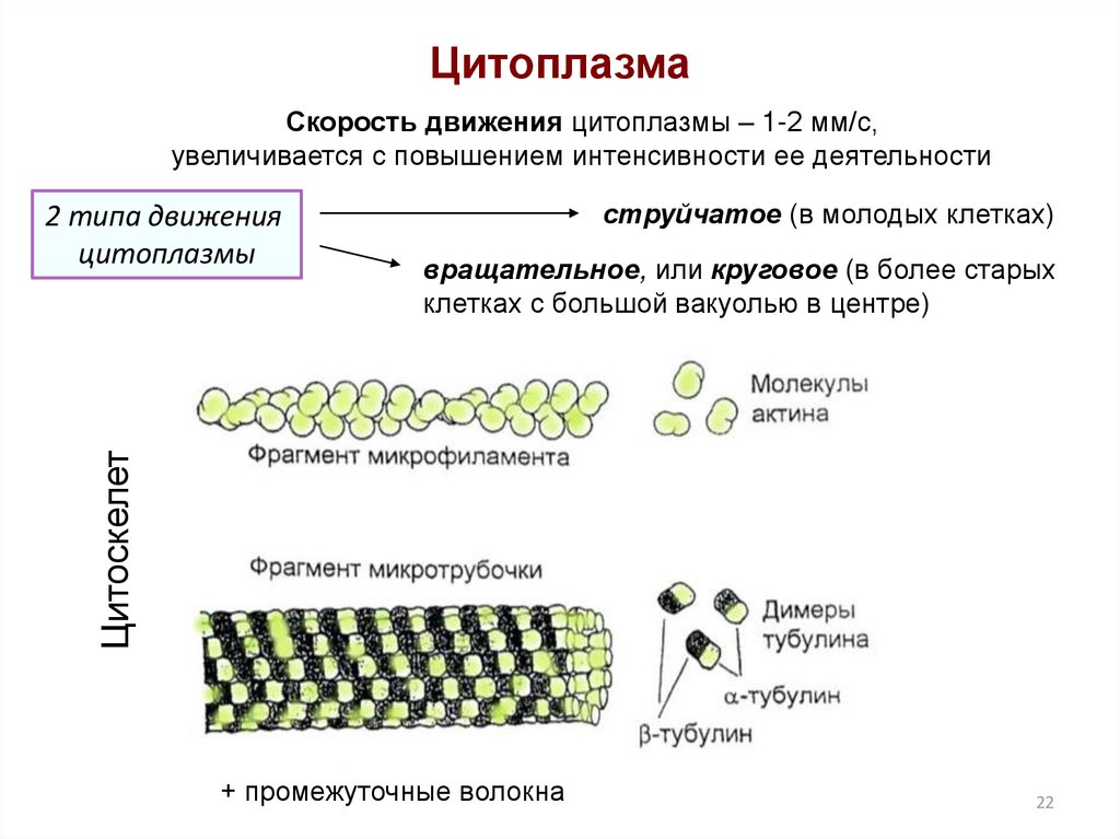 Каково значение цитоплазмы структуры в жизнедеятельности клетки. Типы движения цитоплазмы. Движение цитоплазмы в растительной клетке. Типы движения цитоплазмы растительной клетки. Движение цитоплазмы в клетках растений.