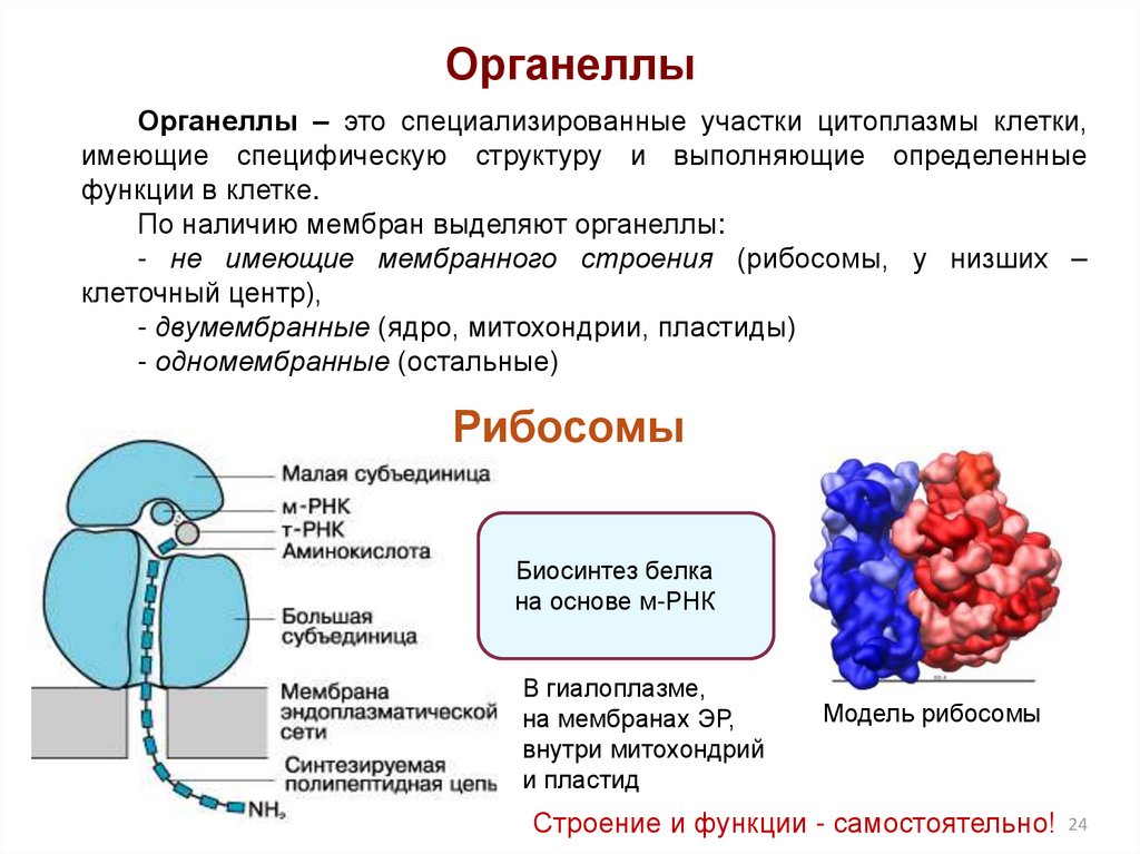 Синтез липидов мембраны. Органеллы не имеющие мембранной структуры. Строение клеточного рибосомы органоиды. Мембранные органеллы клетки. Органоиды клетки имеющие мембранное строение.