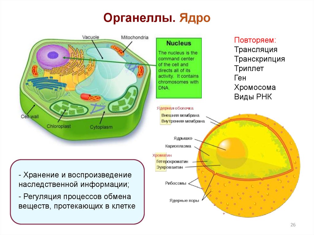 Наследственная информация растительной клетки. Органоиды растительной клетки ядрышко. Ядро растительной клетки. Органеллы клетки. Органоиды клетки ядро.