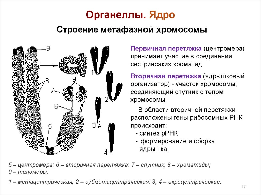 Схема строения хромосомы