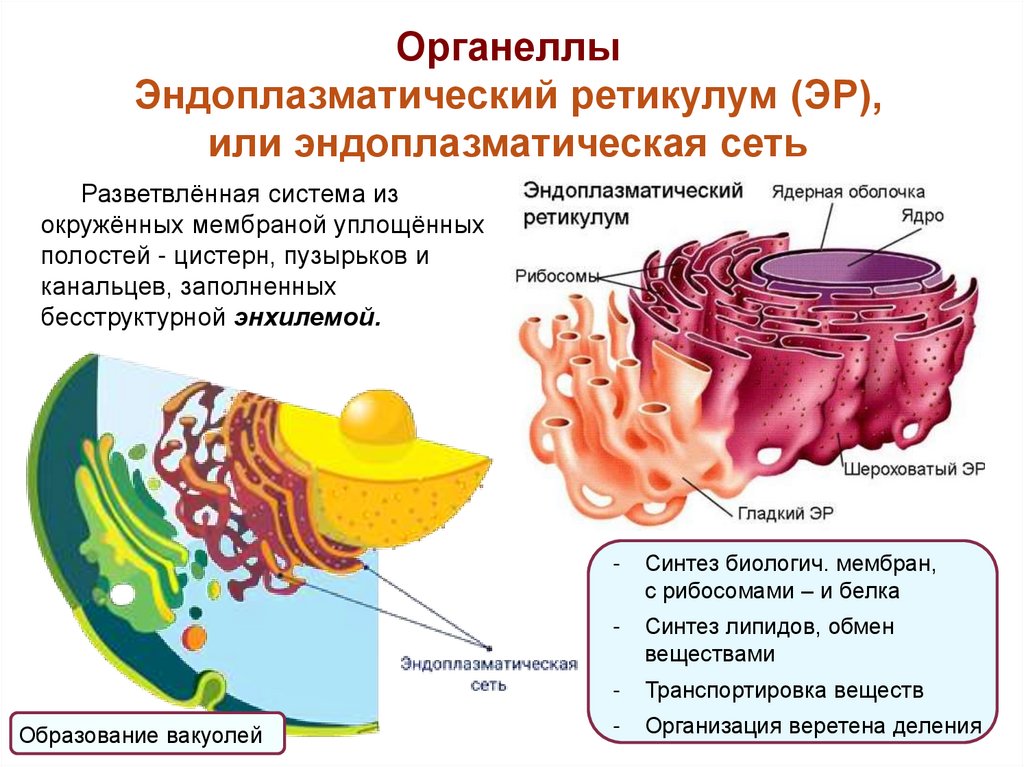 Внутренняя среда клеток органоид. Одномембранные органоиды клетки эндоплазматический ретикулум. Гладкая эндоплазматическая сеть оболочка ядра. Эндоплазматический ретикулум двумембранный органоид. Эндоплазматический ретикулум органеллы.