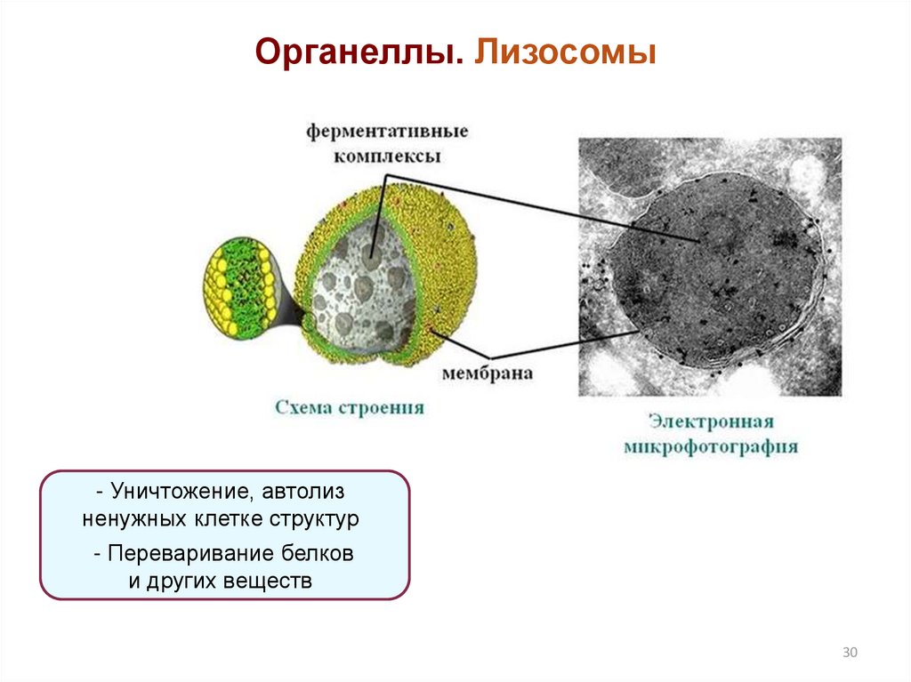 Рисунок лизосом клетки. Лизосомы строение и функции. Органоиды клетки лизосомы. Строение структура лизосомы.